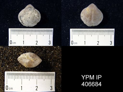 undet. Pentamerida