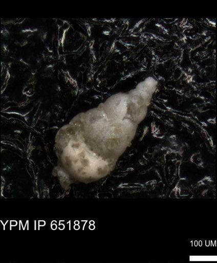 undet. Heterohelicidae