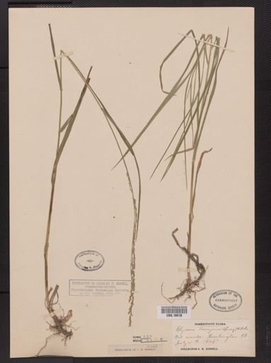 Glyceria melicaria