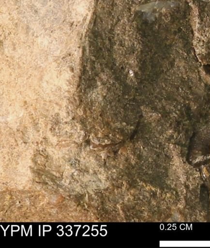 undet. Mollusca