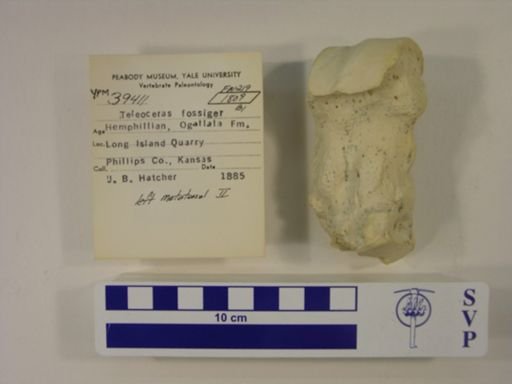 Teleoceras fossiger
