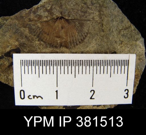 Mucrospirifer sp.