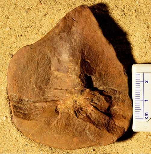 Lepidostrobus sp.
