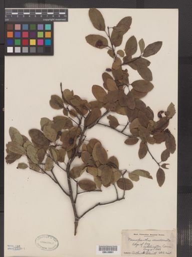 Ilex mucronata