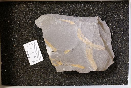 Bryozoa?