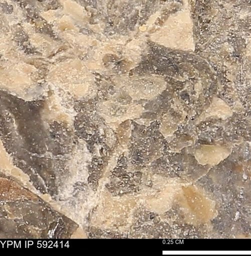 undet. Bivalvia