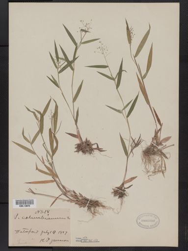 Panicum columbianum