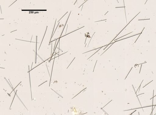 Protosuberites epiphytum