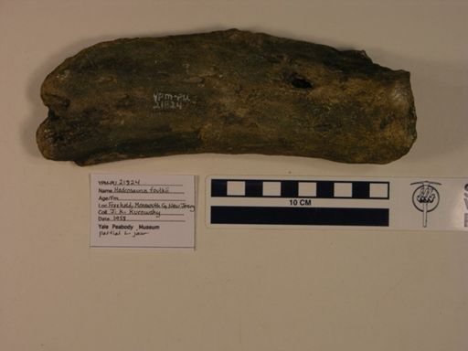 Hadrosaurus foulkii