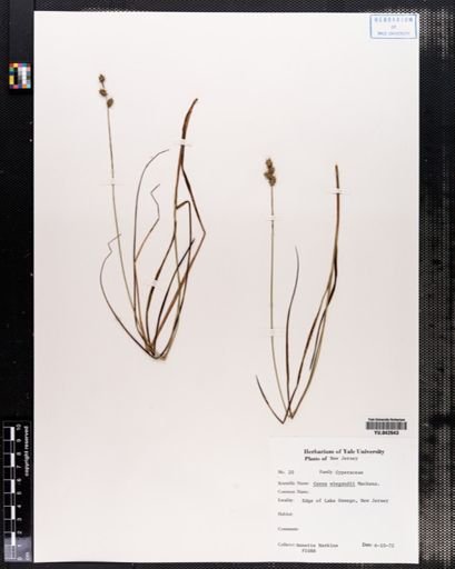 Carex wiegandii