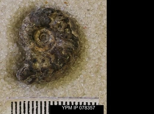 Hoploscaphites comprimus