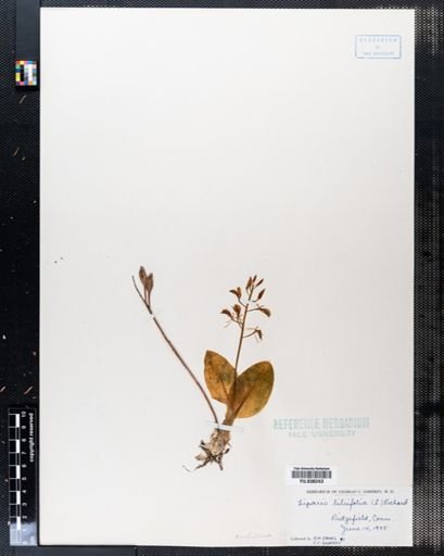 Liparis liliifolia