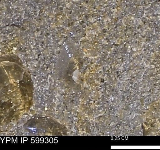 Protocardia subquadrata