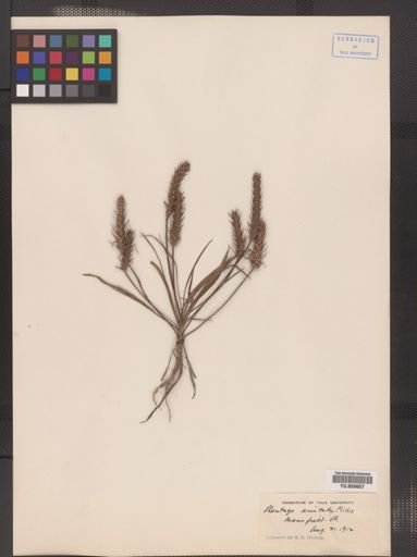 Plantago aristata