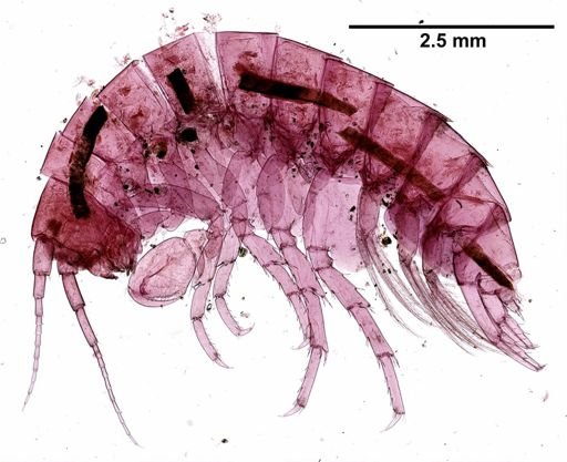 Hyalella cf. azteca