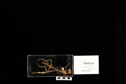 Dipsosaurus dorsalis