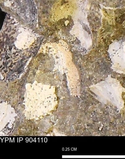 undet. Bivalvia