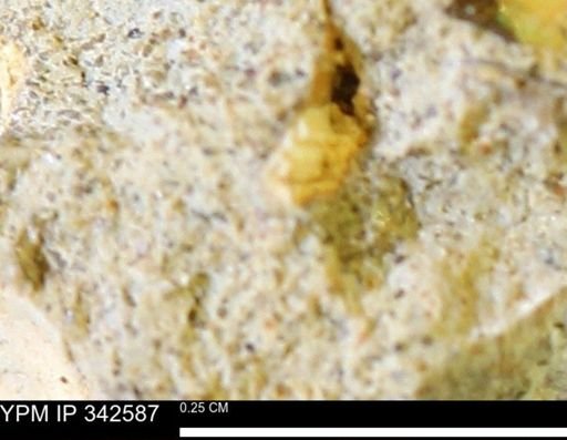 undet. Mollusca