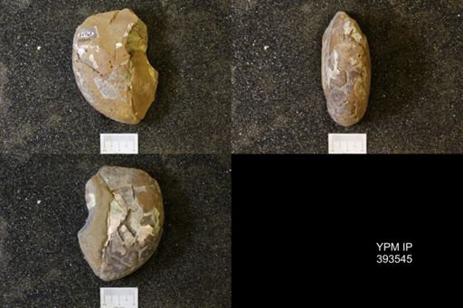 undet. Scaphitidae