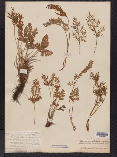 Cryptogramma