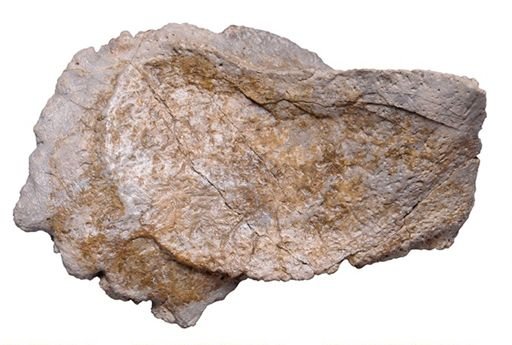Sauropelta edwardsi
