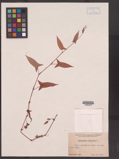 Polygonum arifolium