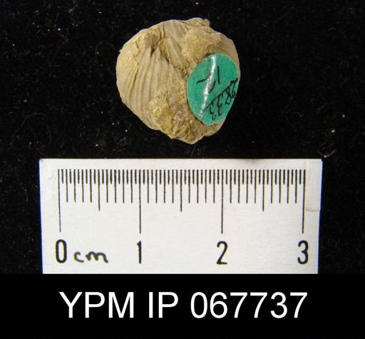 Strophonella punctulifera