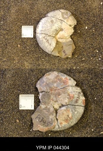 Hoploscaphites comprimus