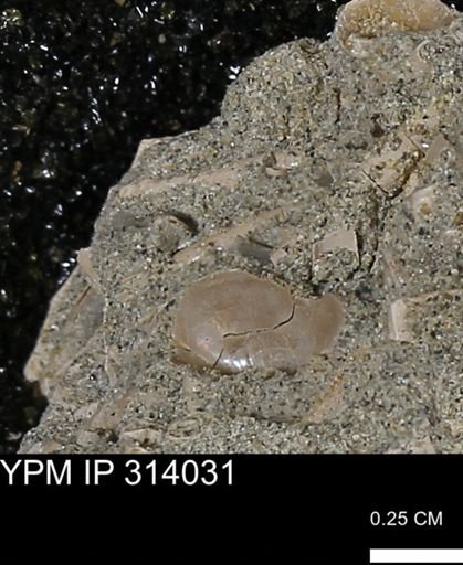 undet. Scaphopoda