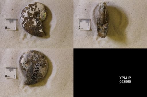 undet. Scaphitidae