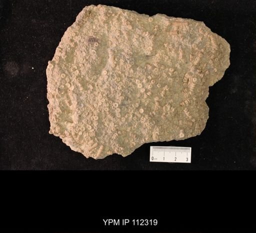 Glyptocrinus sp.