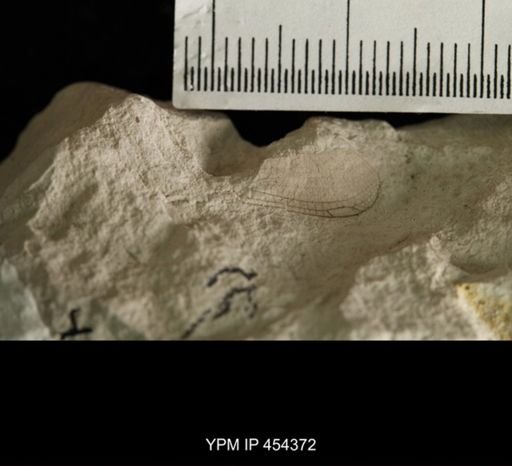 Hexapoda