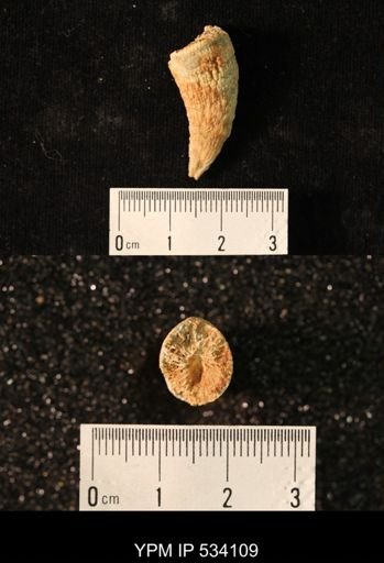 undet. Rugosa