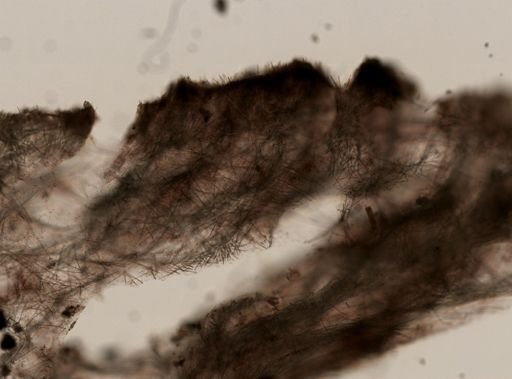 Spheciospongia vesparium