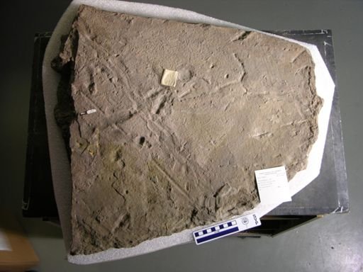 Anomoepus sp.