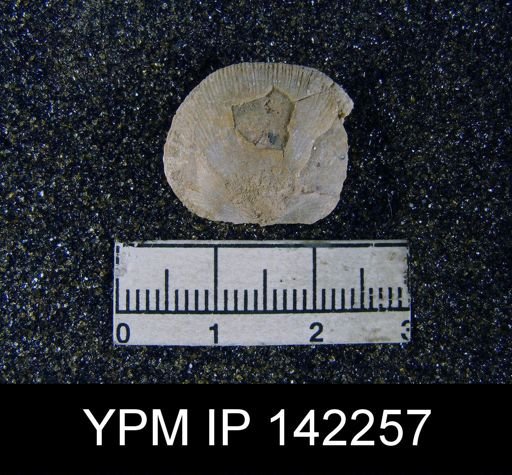 undet. Orthotetinae