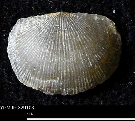 Chonetes scitulus