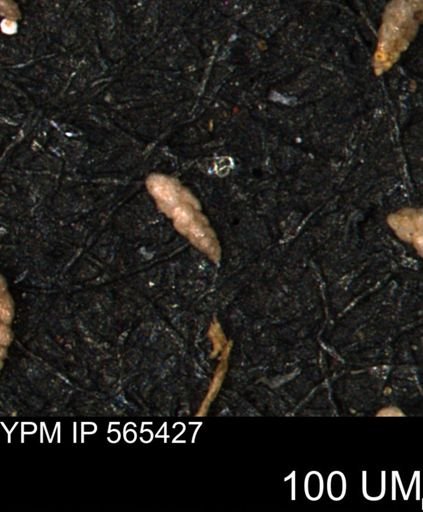 Verneuilina canadensis