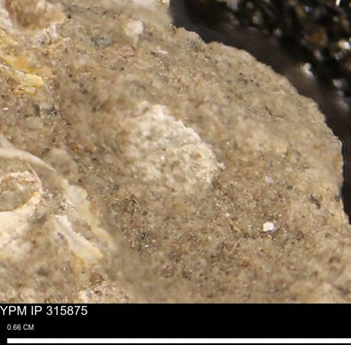 undet. Mollusca