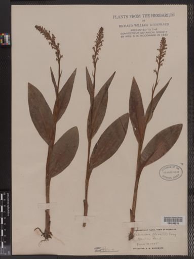 Habenaria flava