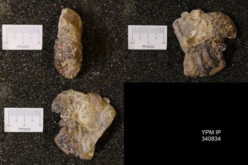 Scaphites sp.