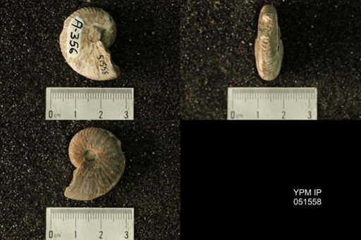 Hoploscaphites nicolletii