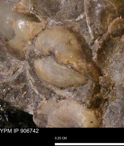 undet. Bivalvia