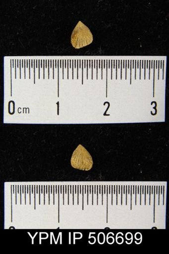 Atrypa putilla