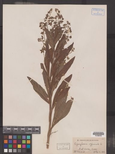 Cynoglossum officinale