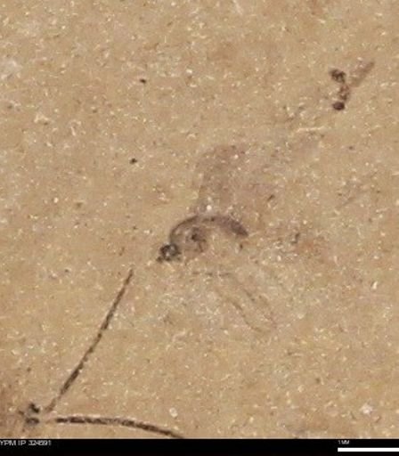 undet. Diptera