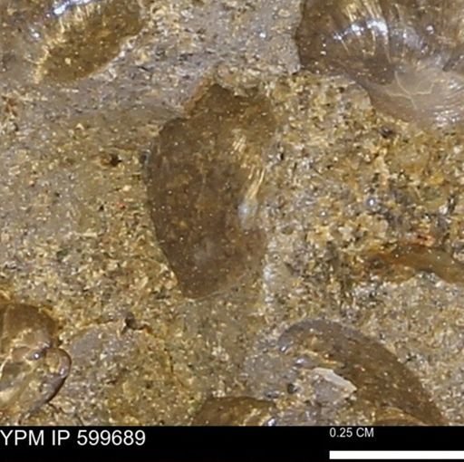 Protocardia subquadrata