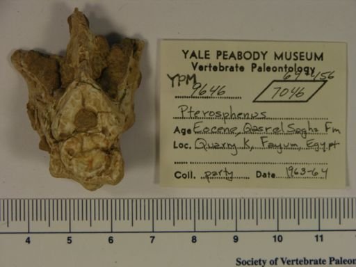 Pterosphenus sp.