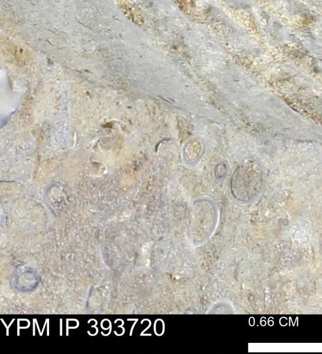 undet. Serpulidae