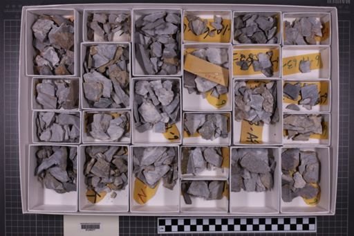 mixed taxa, stratigraphic collection